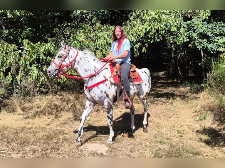 Appaloosa Mix Wallach 7 Jahre 157 cm Tigerschecke in Linkenbach