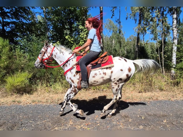 Appaloosa Mix Wallach 7 Jahre 157 cm Tigerschecke in Linkenbach