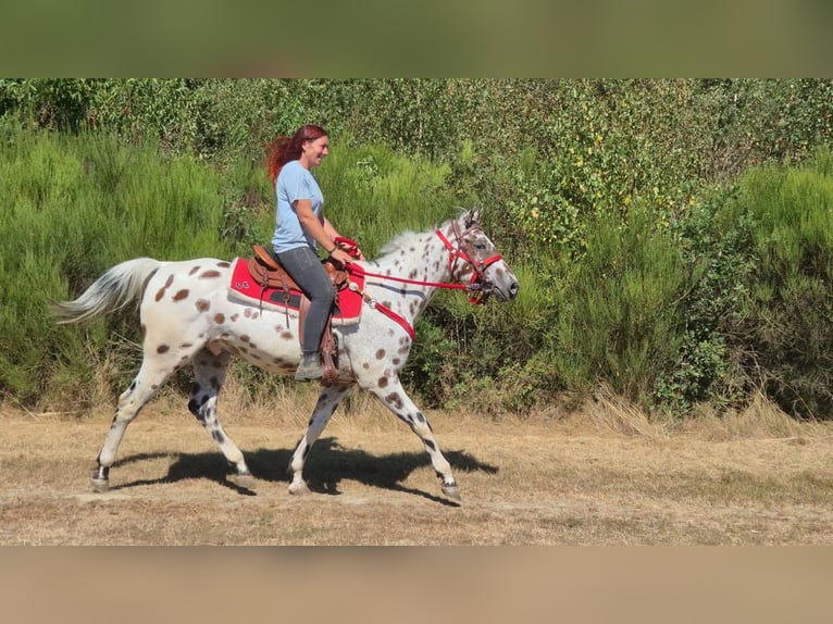 Appaloosa Mix Wallach 7 Jahre 157 cm Tigerschecke in Linkenbach