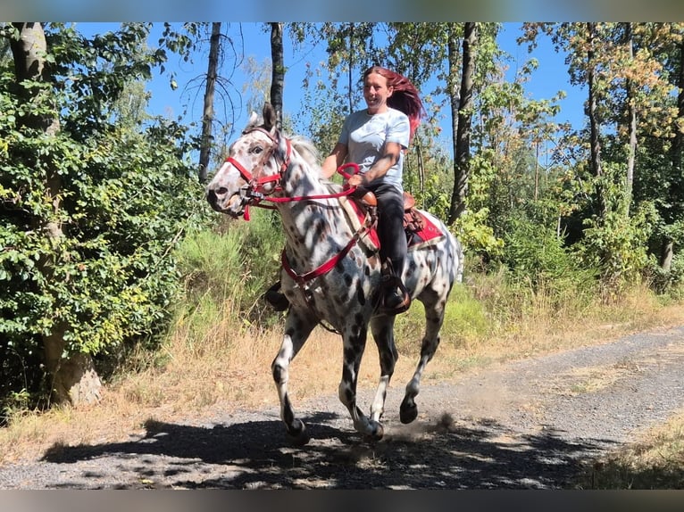 Appaloosa Mix Wallach 7 Jahre 157 cm Tigerschecke in Linkenbach