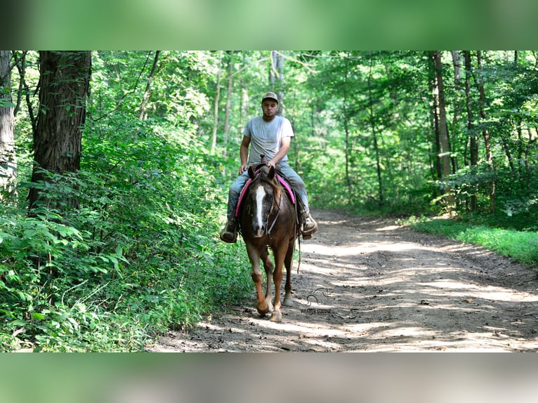 Appaloosa Wallach 7 Jahre 157 cm in Fredericksburg