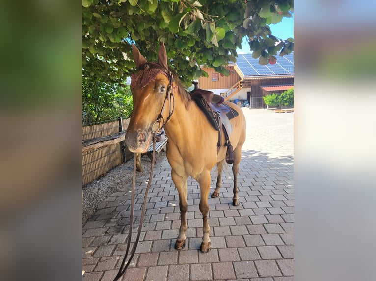 Appaloosa Wallach 7 Jahre 160 cm Falbe in Hebertsfelden