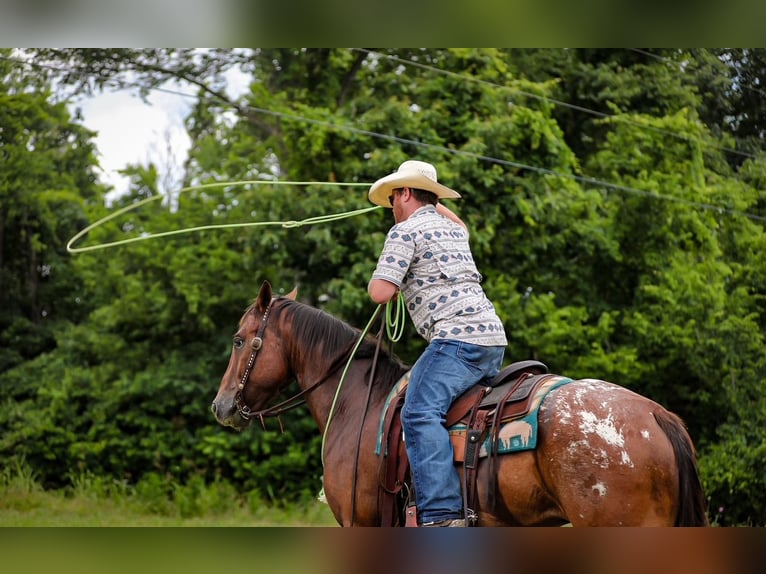 Appaloosa Wallach 7 Jahre 160 cm Rotbrauner in Santa Fe