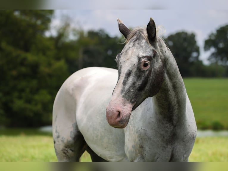 Appaloosa Wallach 7 Jahre 163 cm Schimmel in Canton