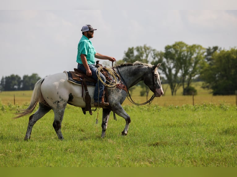Appaloosa Wallach 7 Jahre 163 cm Schimmel in Canton