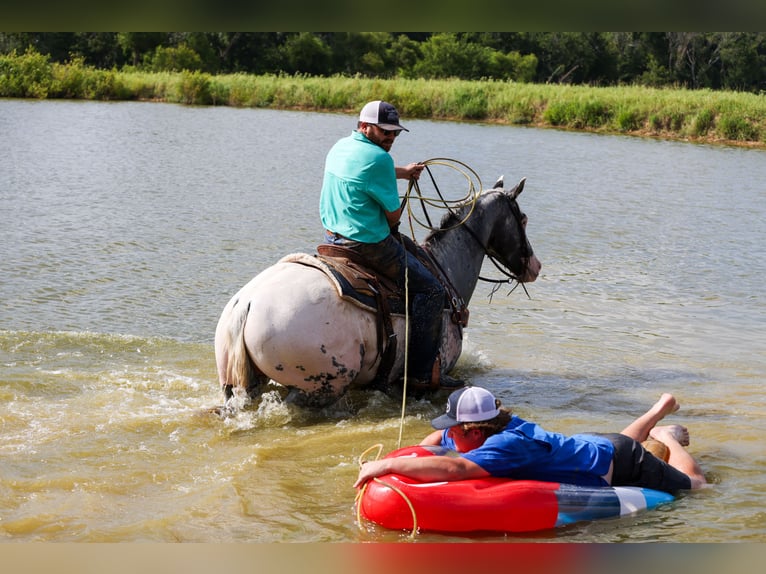 Appaloosa Wallach 7 Jahre 163 cm Schimmel in Canton