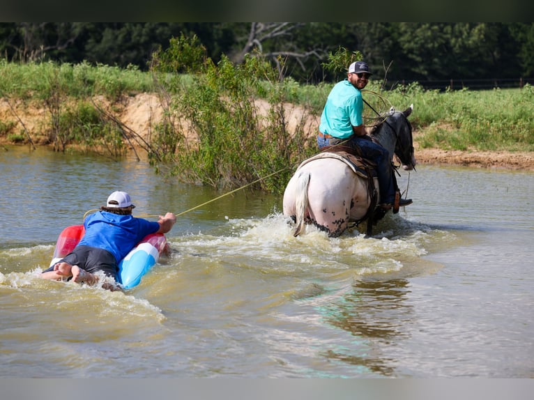 Appaloosa Wallach 7 Jahre 163 cm Schimmel in Canton