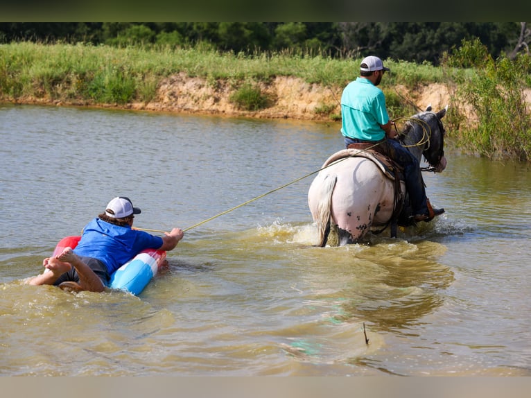 Appaloosa Wallach 7 Jahre 163 cm Schimmel in Canton