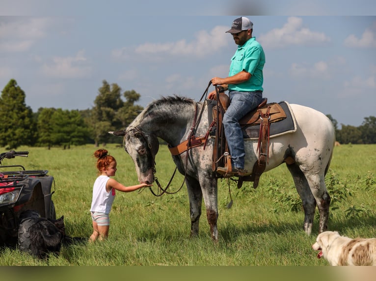 Appaloosa Wallach 7 Jahre 163 cm Schimmel in Canton