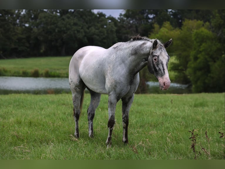 Appaloosa Wallach 7 Jahre 163 cm Schimmel in Canton