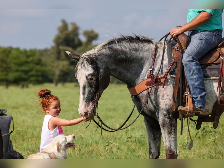 Appaloosa Wallach 7 Jahre 163 cm Schimmel in Canton