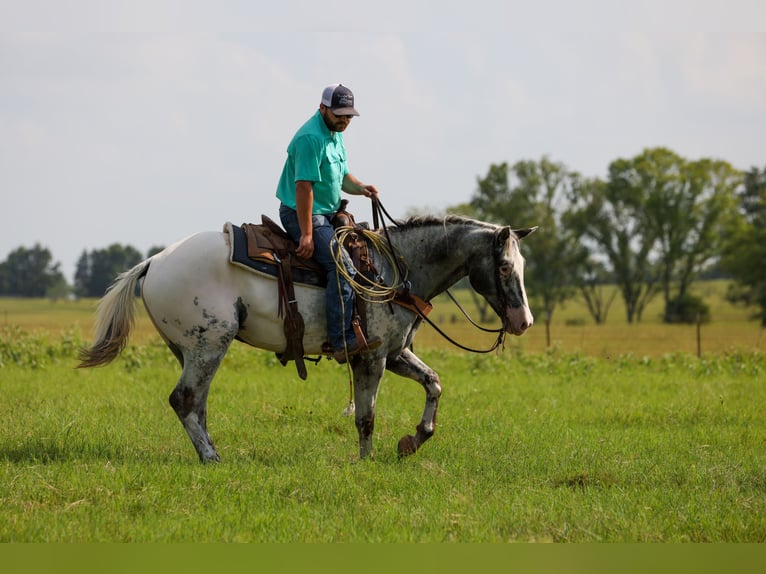 Appaloosa Wallach 7 Jahre 163 cm Schimmel in Canton