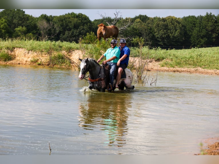 Appaloosa Wallach 7 Jahre 163 cm Schimmel in Canton