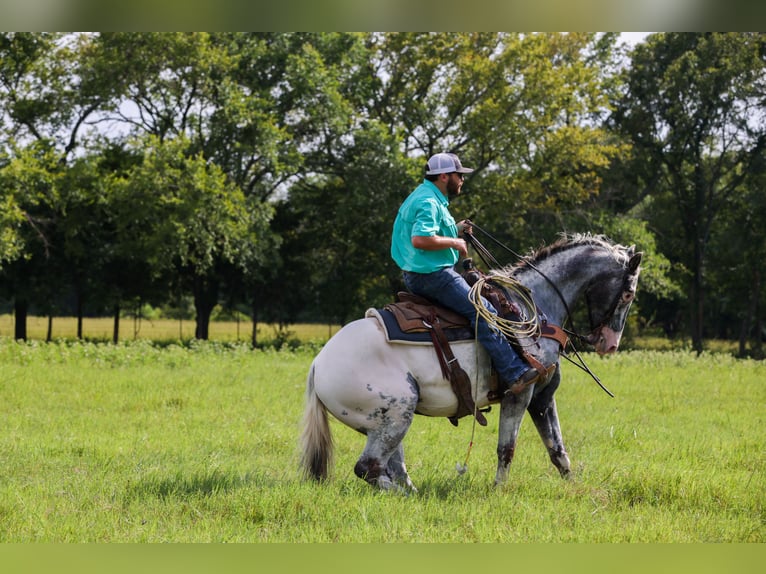 Appaloosa Wallach 7 Jahre 163 cm Schimmel in Canton