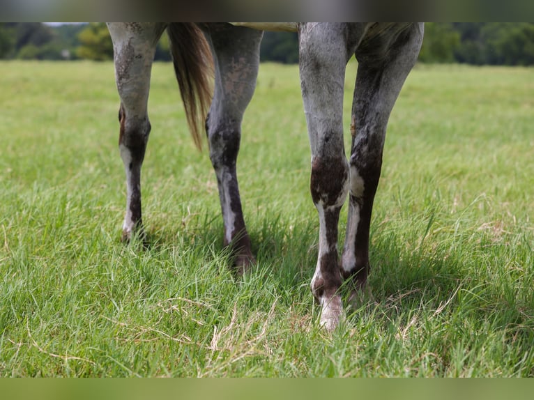 Appaloosa Wallach 7 Jahre 163 cm Schimmel in Canton