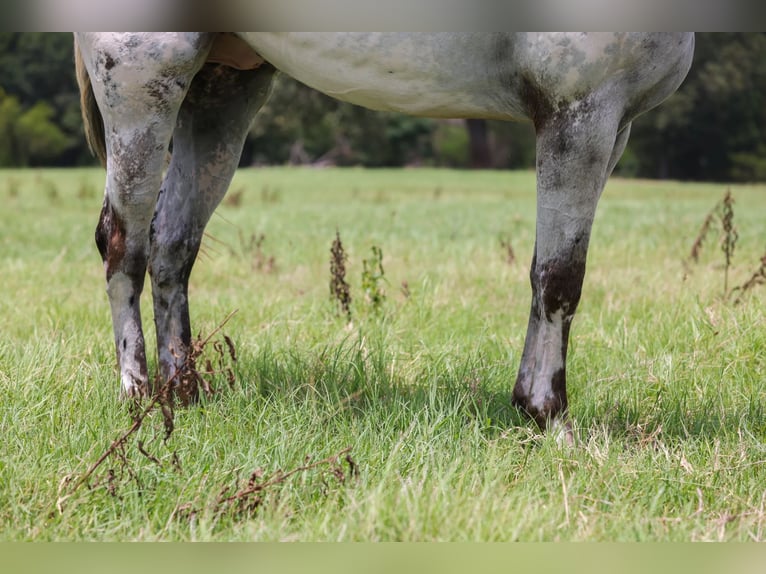 Appaloosa Wallach 7 Jahre 163 cm Schimmel in Canton