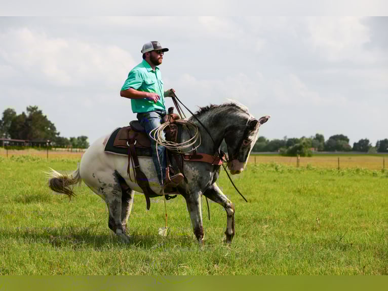 Appaloosa Wallach 7 Jahre 163 cm Schimmel in Canton