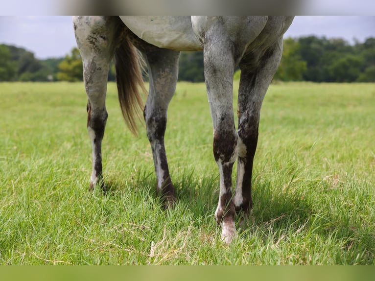 Appaloosa Wallach 7 Jahre 163 cm Schimmel in Canton