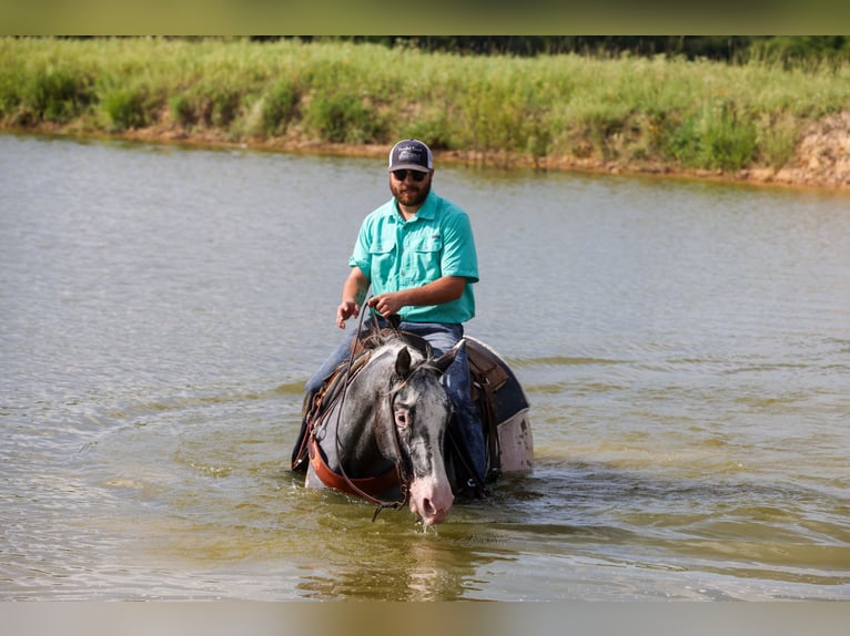 Appaloosa Wallach 7 Jahre 163 cm Schimmel in Canton