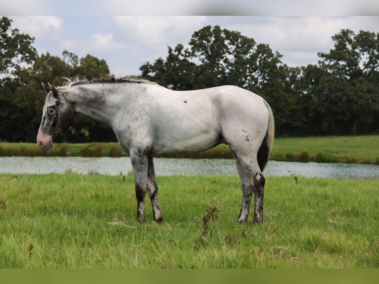 Appaloosa Wallach 7 Jahre 163 cm Schimmel in Canton
