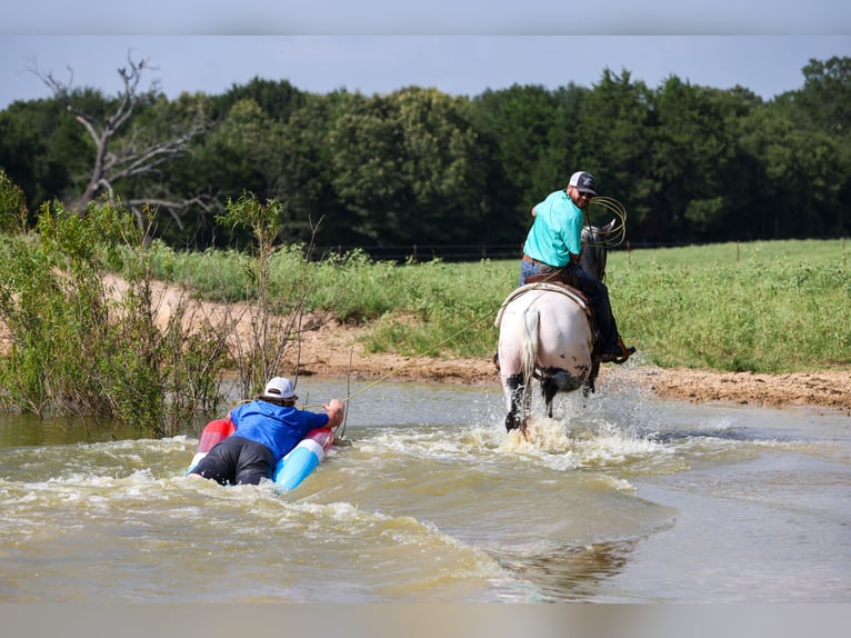 Appaloosa Wallach 7 Jahre 163 cm Schimmel in Canton