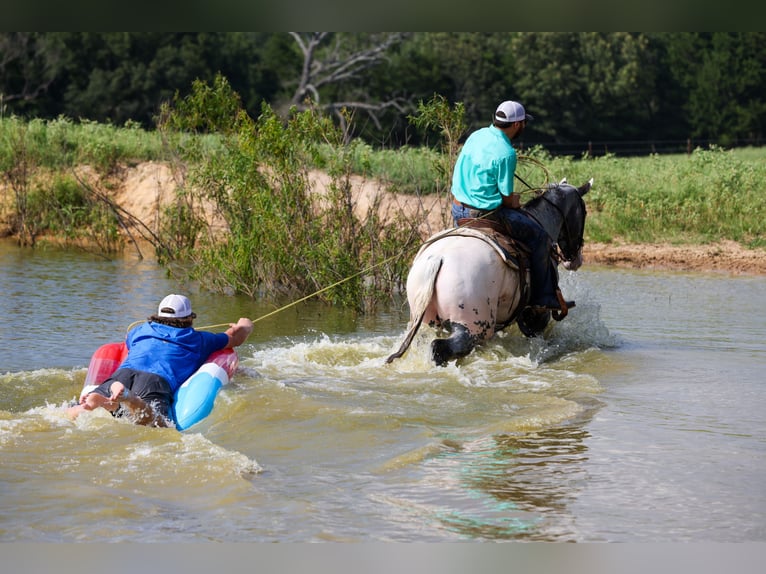 Appaloosa Wallach 7 Jahre 163 cm Schimmel in Canton