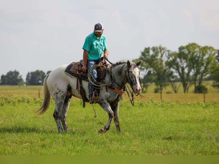 Appaloosa Wallach 7 Jahre 163 cm Schimmel in Canton