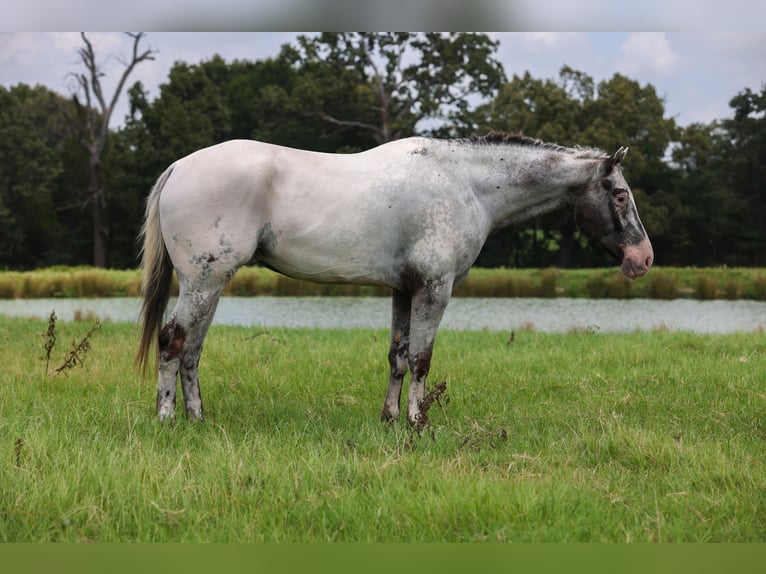 Appaloosa Wallach 7 Jahre 163 cm Schimmel in Canton