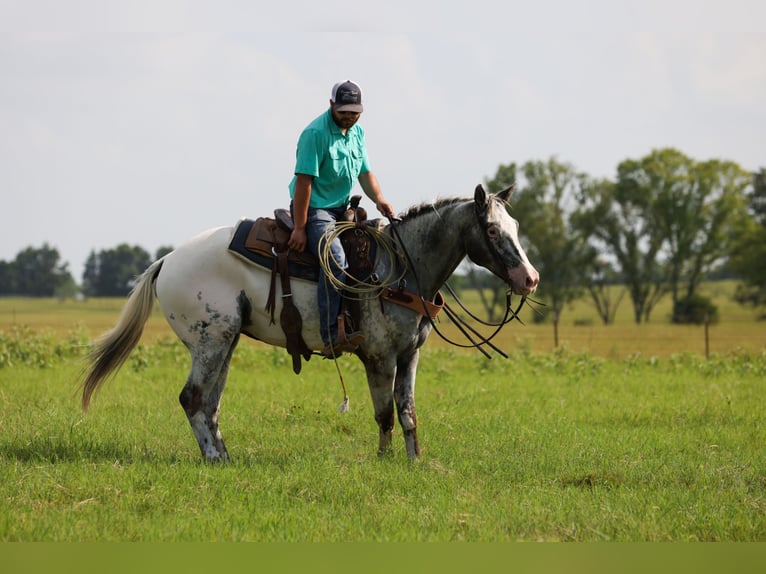 Appaloosa Wallach 7 Jahre 163 cm Schimmel in Canton