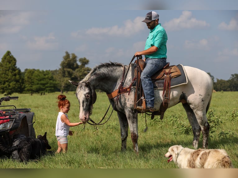 Appaloosa Wallach 7 Jahre 163 cm Schimmel in Canton