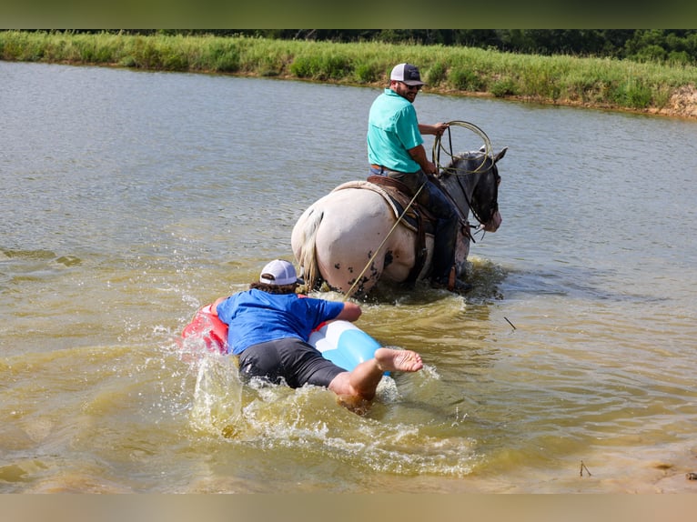 Appaloosa Wallach 7 Jahre 163 cm Schimmel in Canton