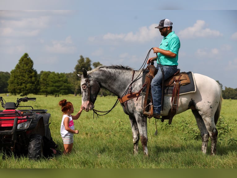 Appaloosa Wallach 7 Jahre 163 cm Schimmel in Canton