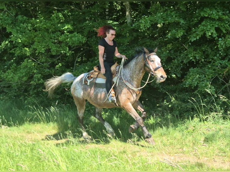 Appaloosa Wallach 7 Jahre 163 cm Tigerschecke in Linkenbach