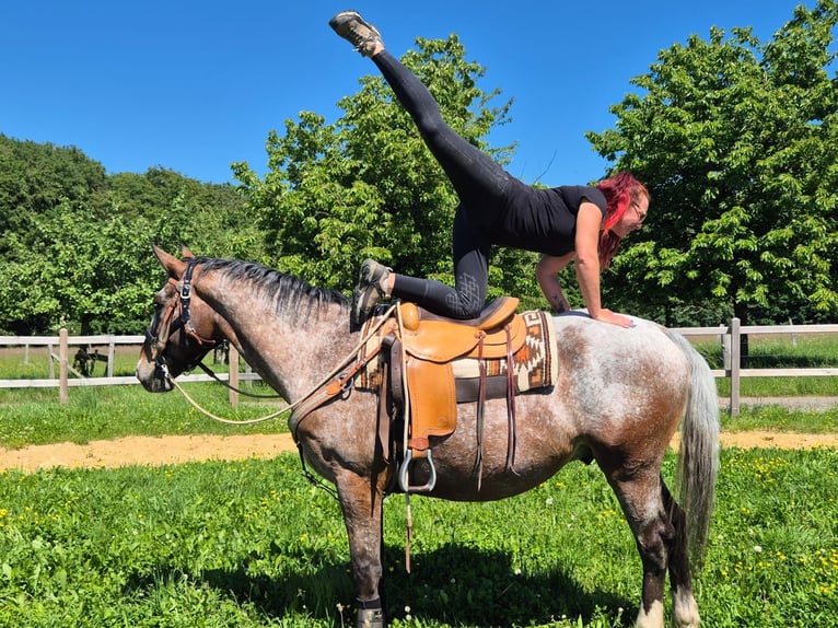 Appaloosa Wallach 7 Jahre 163 cm Tigerschecke in Linkenbach