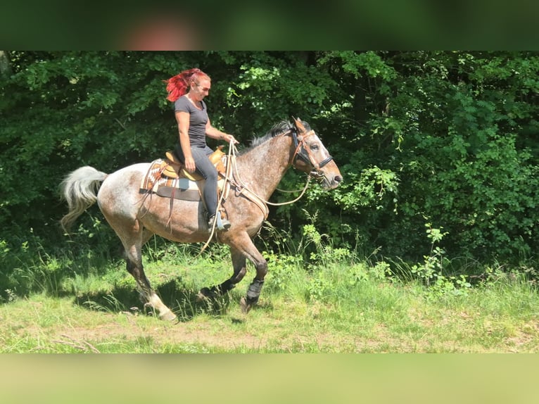 Appaloosa Wallach 7 Jahre 163 cm Tigerschecke in Linkenbach