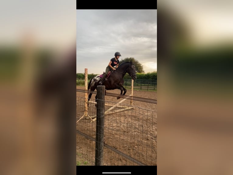 Appaloosa Wallach 7 Jahre 164 cm Tigerschecke in Grathem