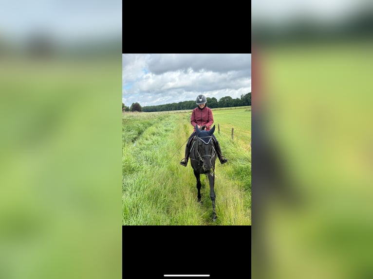 Appaloosa Wallach 7 Jahre 164 cm Tigerschecke in Grathem
