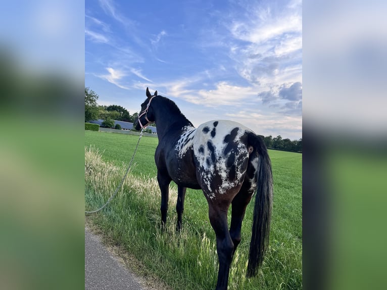 Appaloosa Wallach 7 Jahre 164 cm Tigerschecke in Grathem