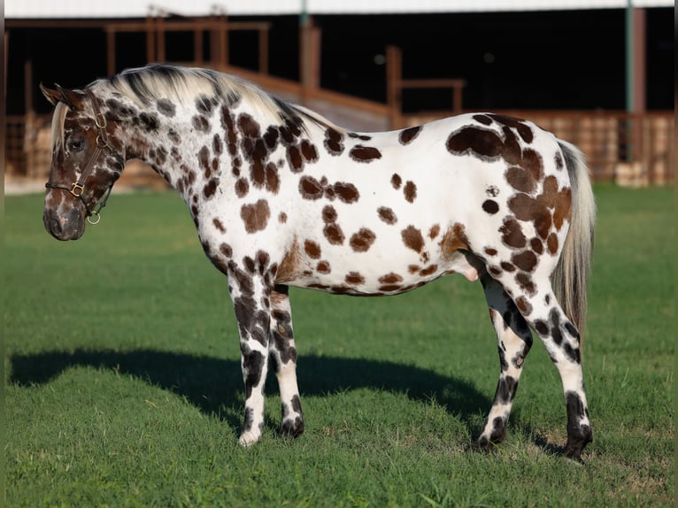 Appaloosa Wallach 7 Jahre Dunkelfuchs in Stillwater
