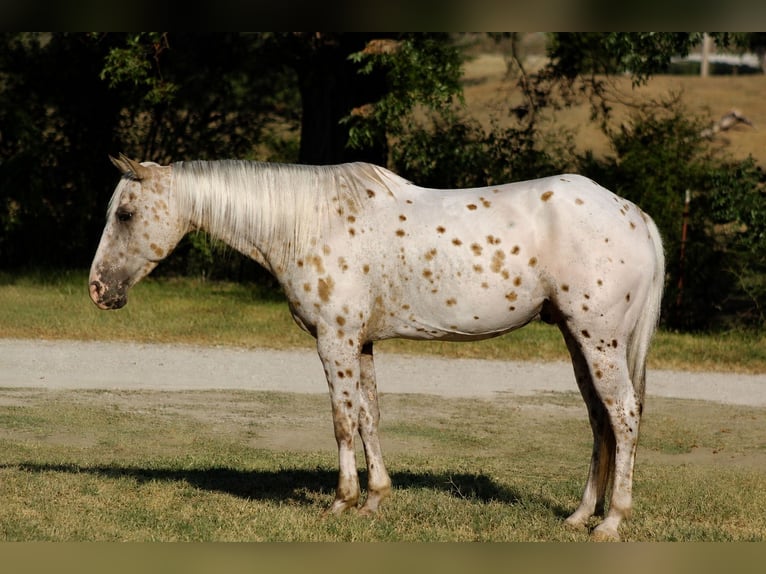 Appaloosa Wallach 7 Jahre Palomino in Whitesboro
