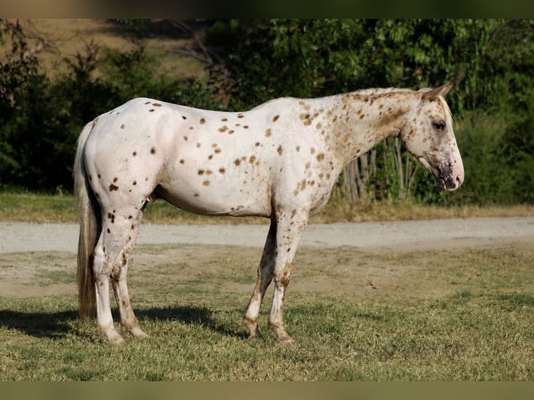 Appaloosa Wallach 7 Jahre Palomino in Whitesboro