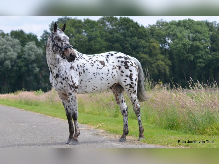 Appaloosa Mix Wallach 7 Jahre Tigerschecke in Nuenen