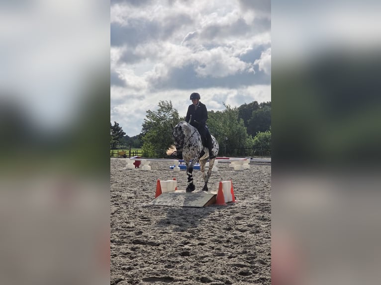 Appaloosa Mix Wallach 7 Jahre Tigerschecke in Nuenen