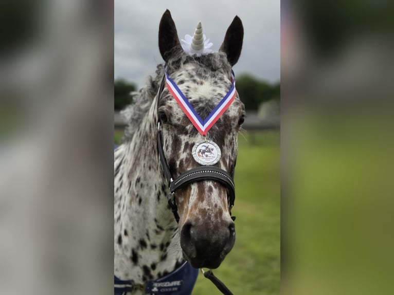 Appaloosa Mix Wallach 7 Jahre Tigerschecke in Nuenen