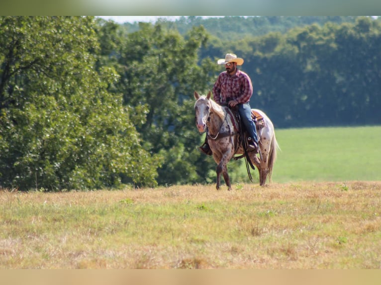 Appaloosa Wallach 7 Jahre Tigerschecke in Whitesboro