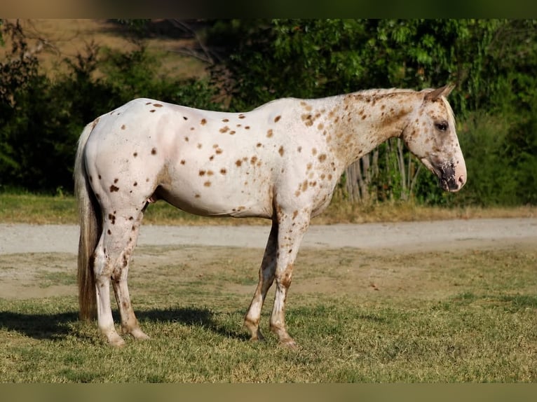 Appaloosa Wallach 7 Jahre Tigerschecke in Whitesboro