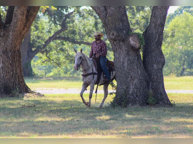 Appaloosa Wallach 7 Jahre Tigerschecke in Whitesboro