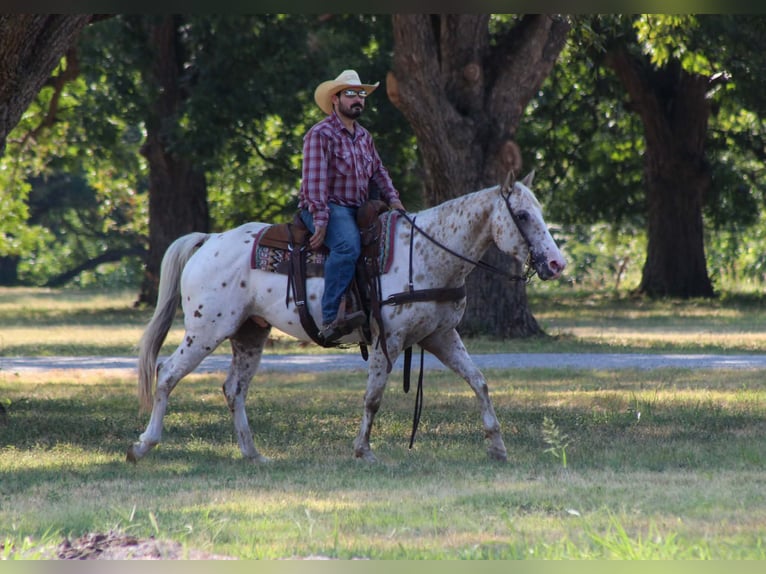 Appaloosa Wallach 7 Jahre Tigerschecke in Whitesboro