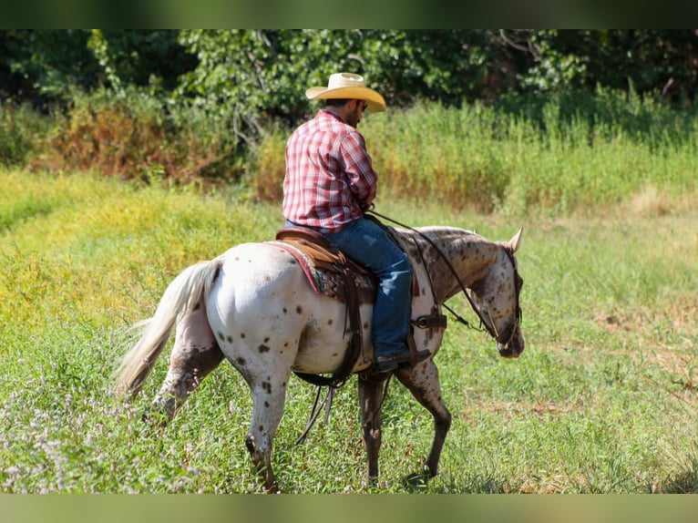 Appaloosa Wallach 7 Jahre Tigerschecke in Whitesboro