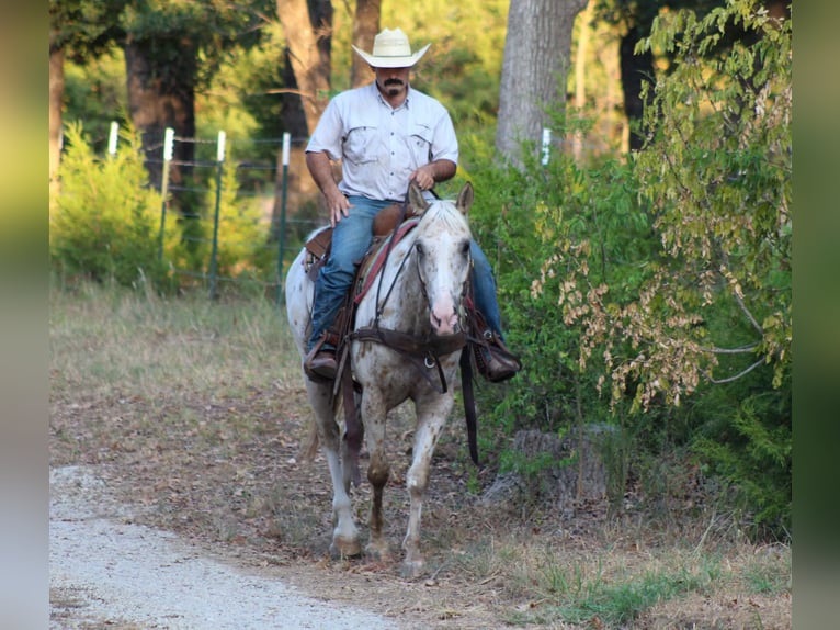 Appaloosa Wallach 7 Jahre Tigerschecke in Whitesboro